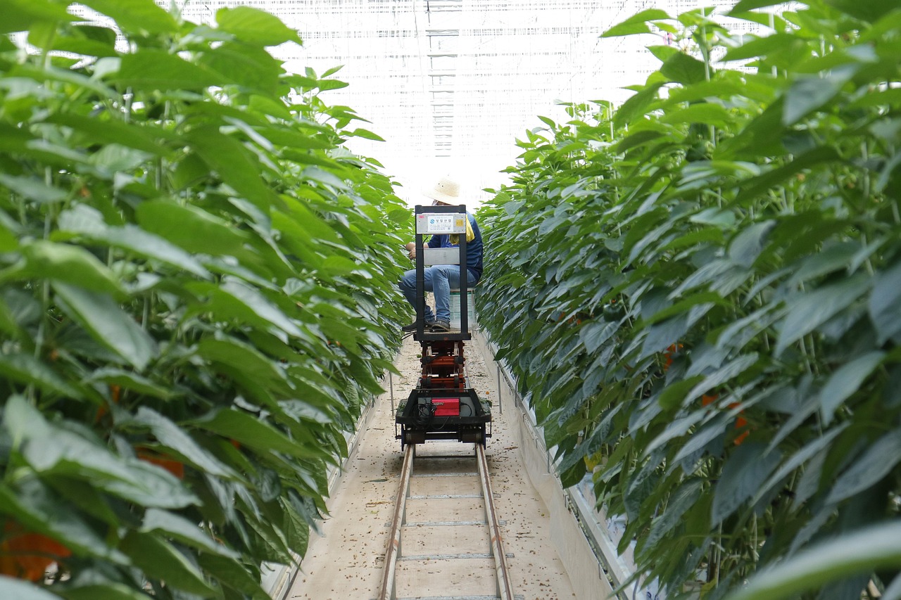 徐州芹菜种植技术革新与市场趋势分析最新动态
